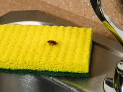 Una cucaracha sobre una esponja amarilla en un fregadero. ¿Buscas cómo matar cucarachas?