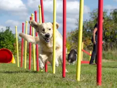 Złoty retriever z radością pokonuje tor przeszkód, demonstrując swoje umiejętności w psich sportach.