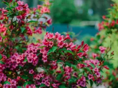 Üppige rosa Weigelienblüten im Garten. Ein Rückschnitt im Frühjahr fördert üppiges Wachstum und reiche Blüte.