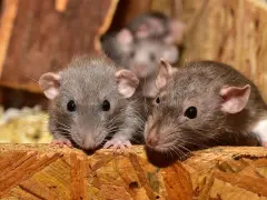 Tres ratas curiosas asoman sus cabezas desde un nido de ratas en el techo, con sus ojos brillantes y bigotes largos.