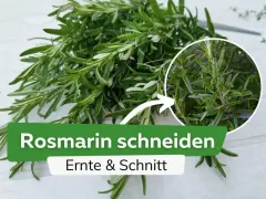 Frischer Rosmarin wird geerntet und geschnitten. Ein Kreis zeigt Nahaufnahme der Nadeln.