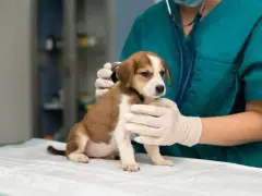 Jak zwracać się do weterynarza, aby uniknąć niezręcznych sytuacji?