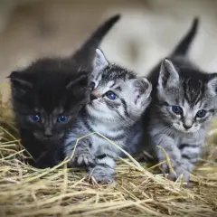 Tres gatitos con ojos azules brillantes, uno negro y dos atigrados, se asoman entre la paja. Es como soñar con gatos pequeños.