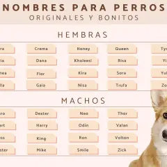 Lista de nombres para perros, con opciones graciosas y originales para hembras y machos. ¡Encuentra el nombre perfecto para tu peludo!