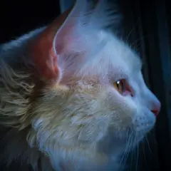 Gato blanco con ojos ámbar mira fijamente en la oscuridad. ¿Cómo callar a un gato por la noche? Quizás con un juguete o una caricia.