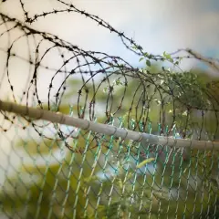 Drut kolczasty na płocie, porośnięty zielenią. Czy drut kolczasty jest legalny? Pytanie to często pojawia się w kontekście zabezpieczeń.