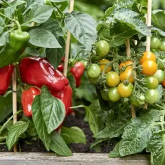 Jak uprawiać warzywa: proste sposoby na zdrowe plony w ogrodzie