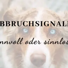Nahaufnahme eines Hundes mit blauen Augen. Text: "ABBRUCHSIGNALE sinnvoll oder sinnlos?".