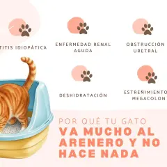 Gato anaranjado en arenero, con texto sobre cistitis idiopática en gatos y otras causas de visitas frecuentes al arenero.