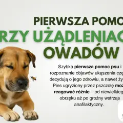 Pies zjadł Azofoskę? Objawy, pierwsza pomoc i bezpieczny ogród