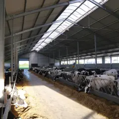 Nowoczesna obora na byki z jasnym, wentylowanym dachem. Zwierzęta jedzą paszę przy długim korytarzu.
