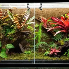 Jak zrobić terrarium roślinne? Poradnik krok po kroku