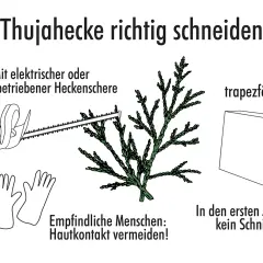 Anleitung zum Schneiden einer Thujahecke: Werkzeuge, Handschuhe, trapezförmige Form und Hinweis für die ersten Jahre.