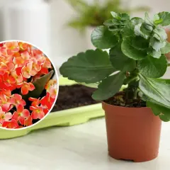 Kalanchoe queen w doniczce, obok zielonej osłonki z ziemią. W okręgu zbliżenie na jej pomarańczowo-czerwone kwiaty.