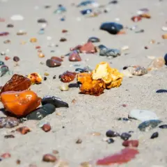 Kilka kawałków bursztynu, od jasnych po ciemne, leży na piaszczystej plaży wśród mokrych kamieni.