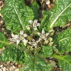 Fiori pallidi e foglie verdi rugose di erbe spontanee tossiche crescono tra ghiaia e terra.