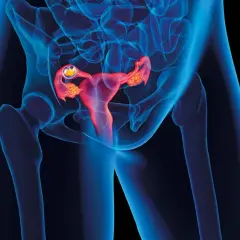 Widok anatomiczny ukazujący macicę w ciąży z widocznym zarodkiem w jajowodzie.