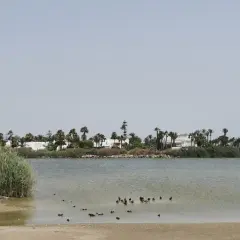 Patos nadan en la serena laguna de Vera, con palmeras y casas blancas al fondo.