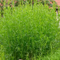 Ein üppiger Estragon-Strauch wächst im Garten neben einem Fachwerkhaus. Der ideale Estragon Standort ist sonnig.