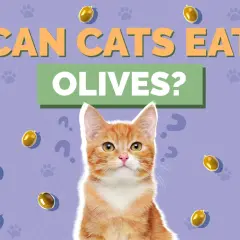 An orange tabby cat looks up, surrounded by floating olives and question marks, as the text asks "CAN CATS EAT OLIVES?".
