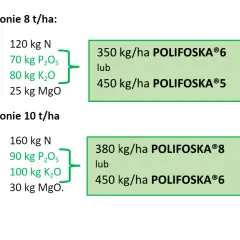 Zalecenia nawożenia pszenicy: przy plonie 8 t/ha potrzebne jest 70 kg P₂O₅, a przy 10 t/ha 90 kg P₂O₅.
