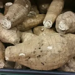 Un mucchio di tuberi di kuzu, simili a grosse patate dalla buccia ruvida e marrone, pronti per essere cucinati.