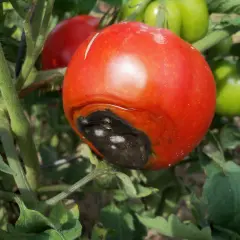 Pomodoro maturo con marciume apicale, un problema comune causato da carenza di calcio.
