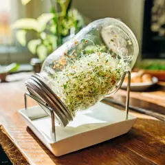 Frische Sprossen ziehen im Glas, bereit für die Ernte.