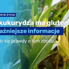 Kukurydza bez glutenu? Tak, ale uważaj na to! Poradnik