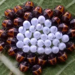 Un gruppo di piccole cimici arancioni protegge le loro uova bianche su una foglia verde.