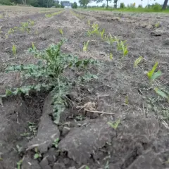 Młode pędy kukurydzy na polu, a wśród nich chwast. W oddali widać domy i drzewa, a nad nimi niebo. Całość tworzy obraz życia i rozwoju, jakby światło elumis rozświetlało ten krajobraz.