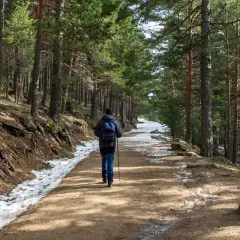 Senderismo en el puerto de Cotos, un camino entre pinos con nieve a los lados.