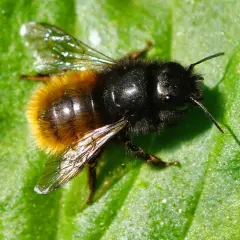 Eine Hummel mit schwarzem Kopf und gelb-schwarzem Hinterleib ruht auf einem grünen Blatt. Verschiedene Bienen Arten sind faszinierend.