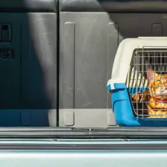 Un chat Bengal dans sa cage de transport, prêt pour le transport animaux voiture.