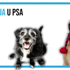 Dwa psy, jeden starszy, z siwiejącą sierścią, drugi młodszy w kratkę, symbolizują demencję u psa.
