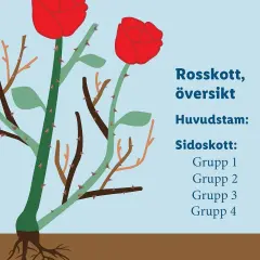Illustration av en rosbuske med röda blommor. Texten förklarar hur man klipper rosor på våren, med olika grupper av sidoskott.