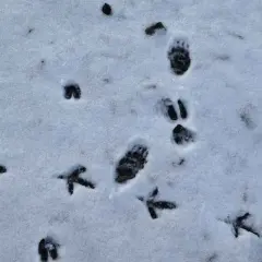 Spuren im Schnee: Kleine Vogelspuren und größere Pfotenabdrücke, vielleicht von einem Fuchs oder einem Kaninchen, das durch den Winter stapft.