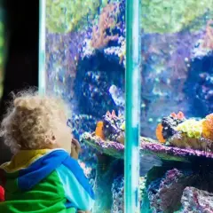 Oceanarium Opole: Odkryj fascynujący Wodny Świat i jego atrakcje