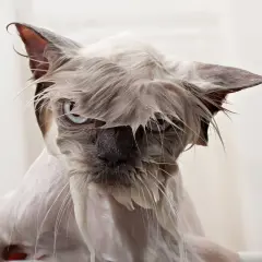Gato mojado con cara de pocos amigos, demostrando porque a los gatos no les gusta el agua. Su pelo pegado y ojos azules lo dicen todo.