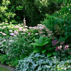 Ein üppiger Garten mit einer blühenden Tellerhortensie im Hintergrund. Der Standort ist schattig, was den zarten Blüten zugutekommt.