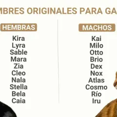 Lista de nombres originales para gatos, dividida en hembras (Kira, Lyra, Sable) y machos (Kai, Milo, Otto).