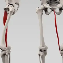 Der musculus gracilis, ein dünner Muskel am Oberschenkel, wird rot hervorgehoben, der vom Becken zum Knie verläuft.
