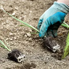 Mains gantées en train de repiquer des poireaux dans la terre. Un plant est déjà en place, un autre est prêt à être planté.