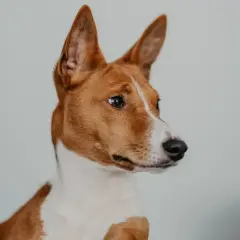 Portret rudego basenji psa z białymi znaczeniami, z charakterystycznymi, stojącymi uszami.