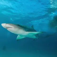 Un requin citron nage près d'un banc de poissons lors d'une plongée aux Bahamas.