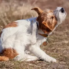 En hund kliar sig mycket, med tassen uppe vid örat.