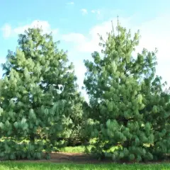 Dwie okazałe sosny w ogrodzie, z igłami zwisającymi jak kaskady, na tle błękitnego nieba z chmurami.