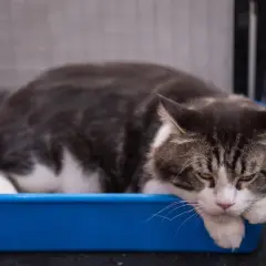 Eine Katze liegt in einer blauen Katzentoilette. Man sieht, wie Katzenkot aussieht, wenn er mit Streu bedeckt ist.