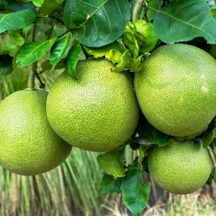 Pomelo ile kalorii? Odkryj niskokaloryczne właściwości tego owocu