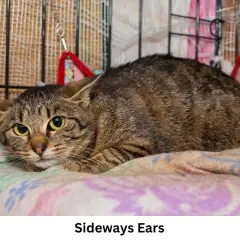 A tabby cat with sideways ears, indicating it might be feeling anxious or defensive. This posture is part of understanding cat ears meaning.